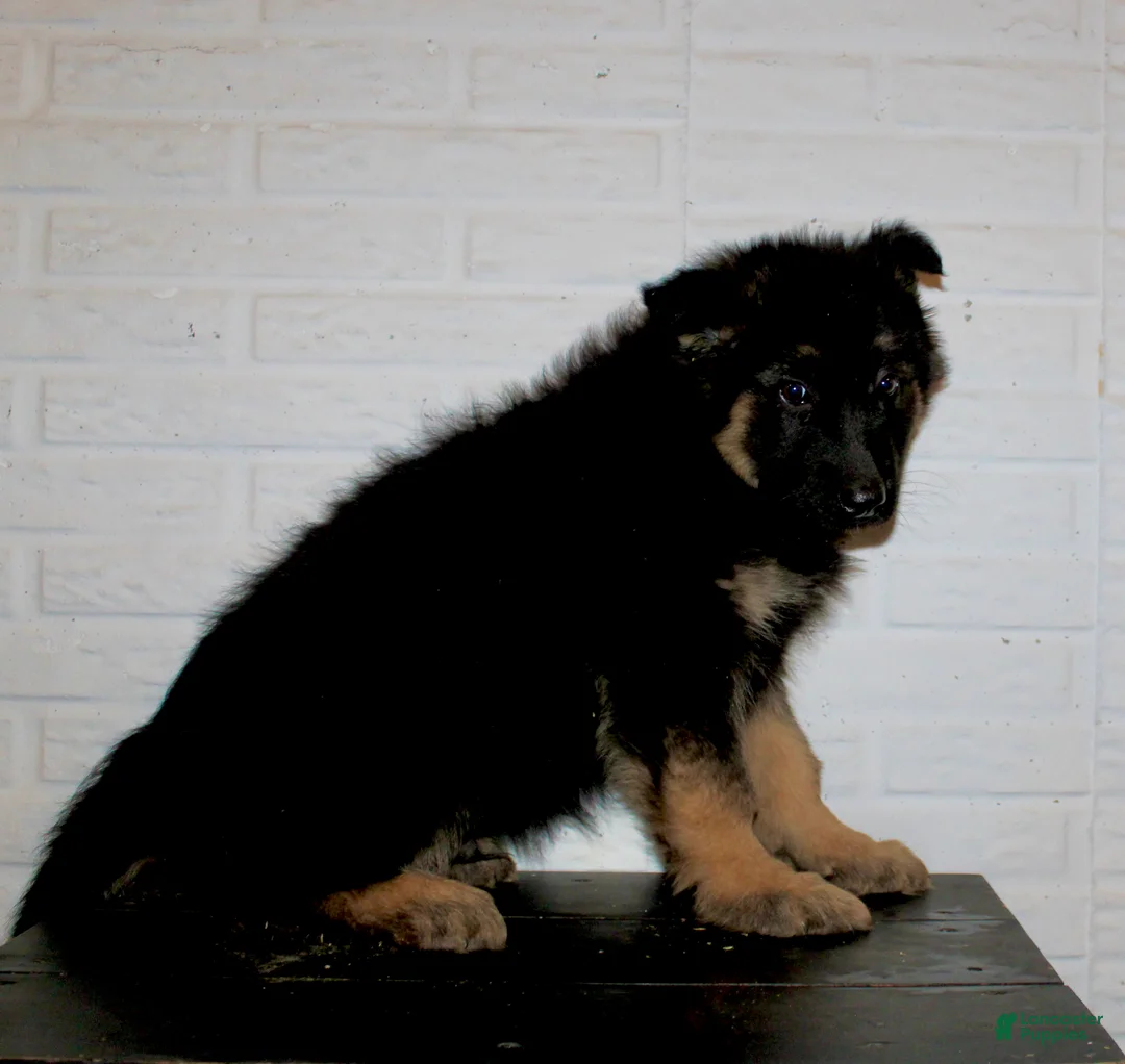 German Shepherd dogs for sale: Denali - Ad 6