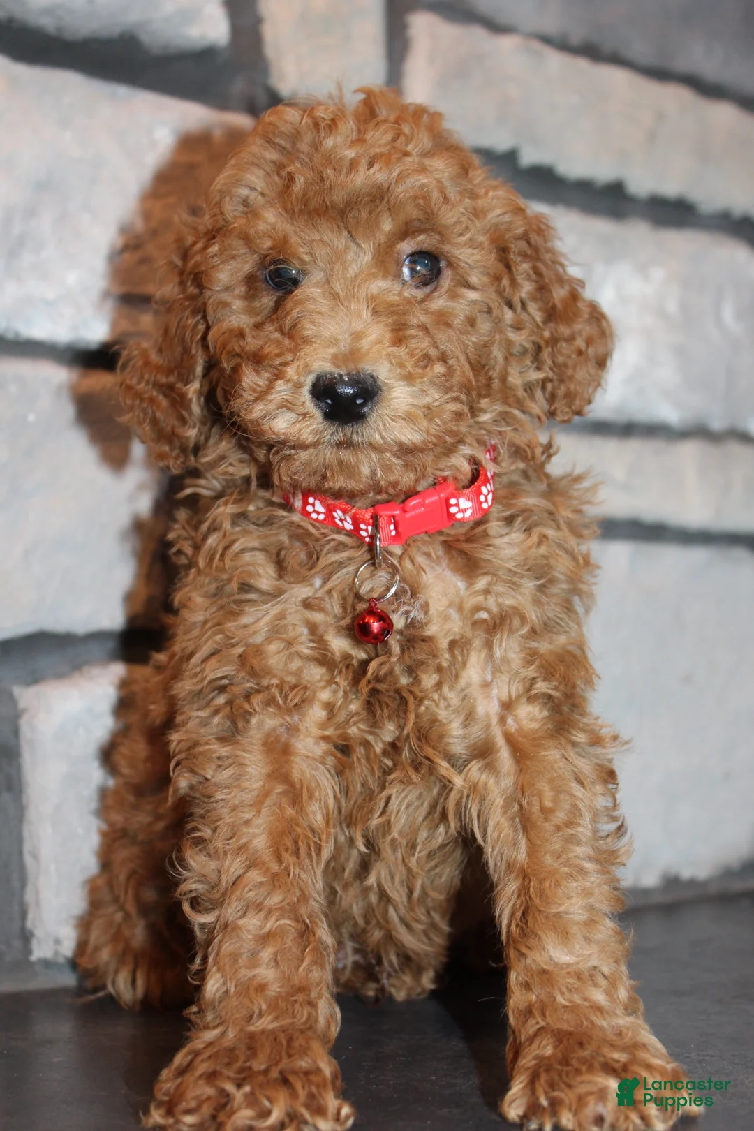 Miniature Poodle dogs for sale: AKC Piper - Ad 15