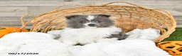 Pomeranian dogs for sale: Noel - Ad 3