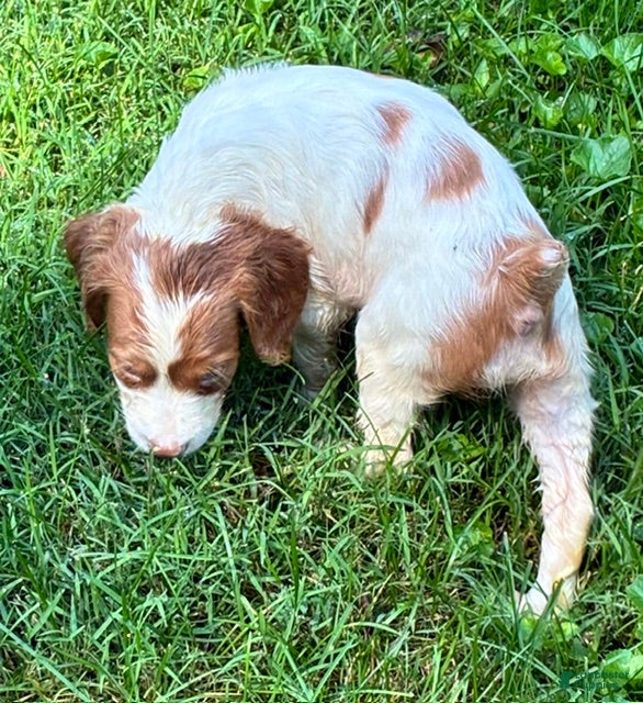 Brittany Spaniel dogs Hawkeye Holly Girl 2 - Ad 2