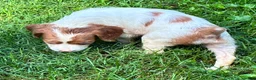 Brittany Spaniel dogs for sale: Hawkeye Holly Girl 2 - Ad 2