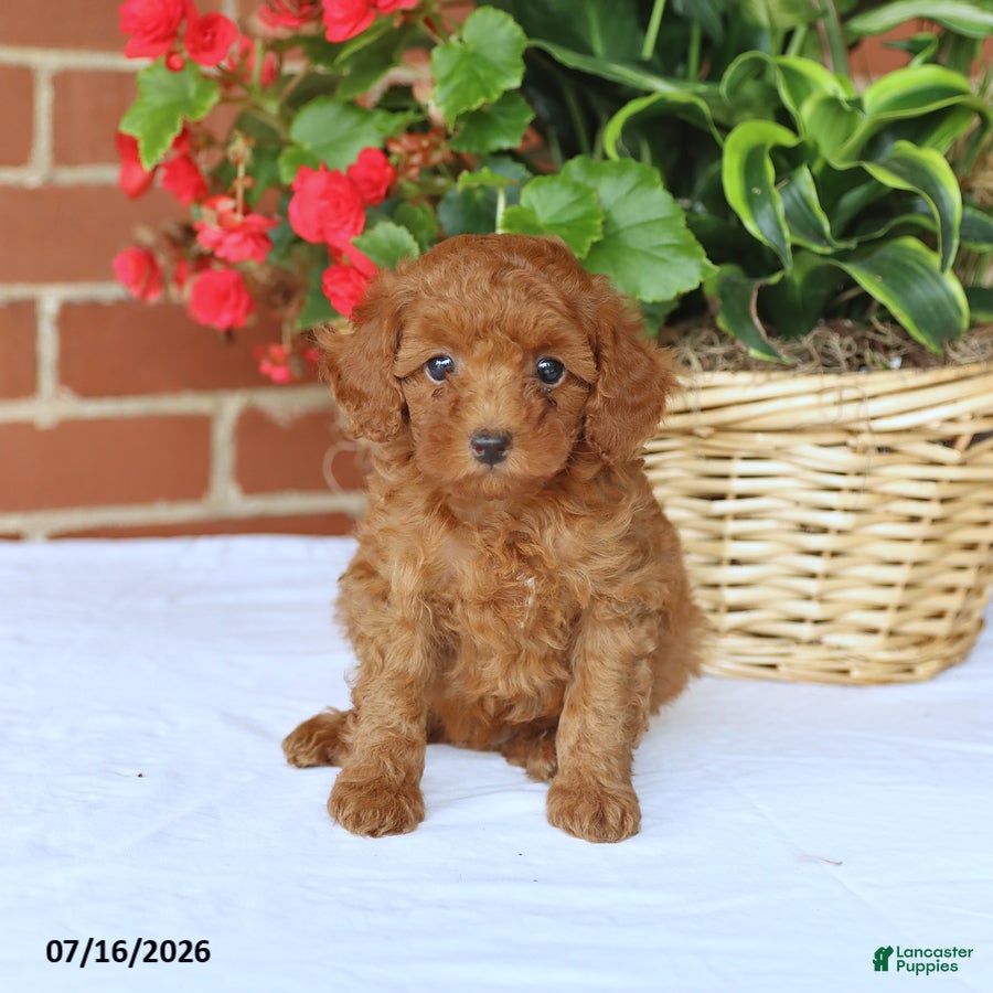 Toy Poodle dogs Teddy - Ad 2
