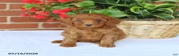 Toy Poodle dogs for sale: Teddy - Ad 2