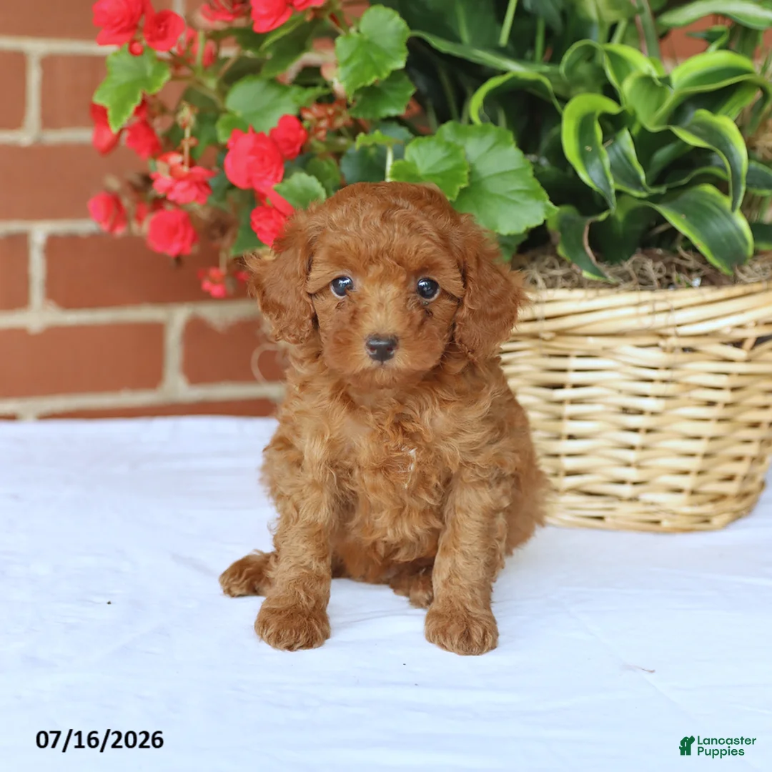 Toy Poodle dogs for sale: Teddy - Ad 2