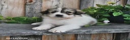 Mixed Breed dogs for sale: Lillian - Ad 4