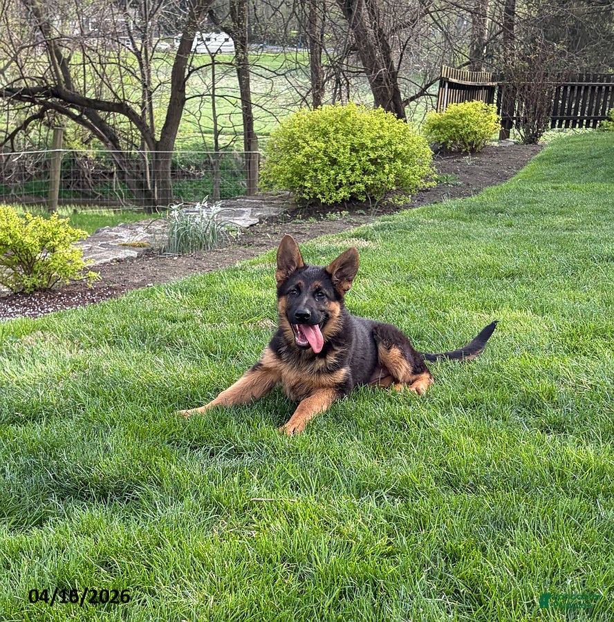 German Shepherd dogs Sadie - Ad 1