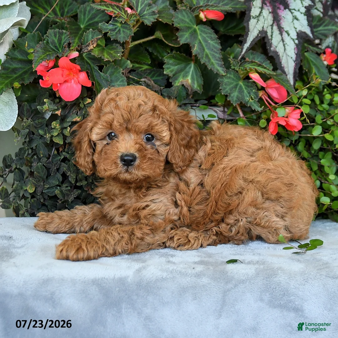 Cavapoo dogs for sale: Zayn - Ad 3