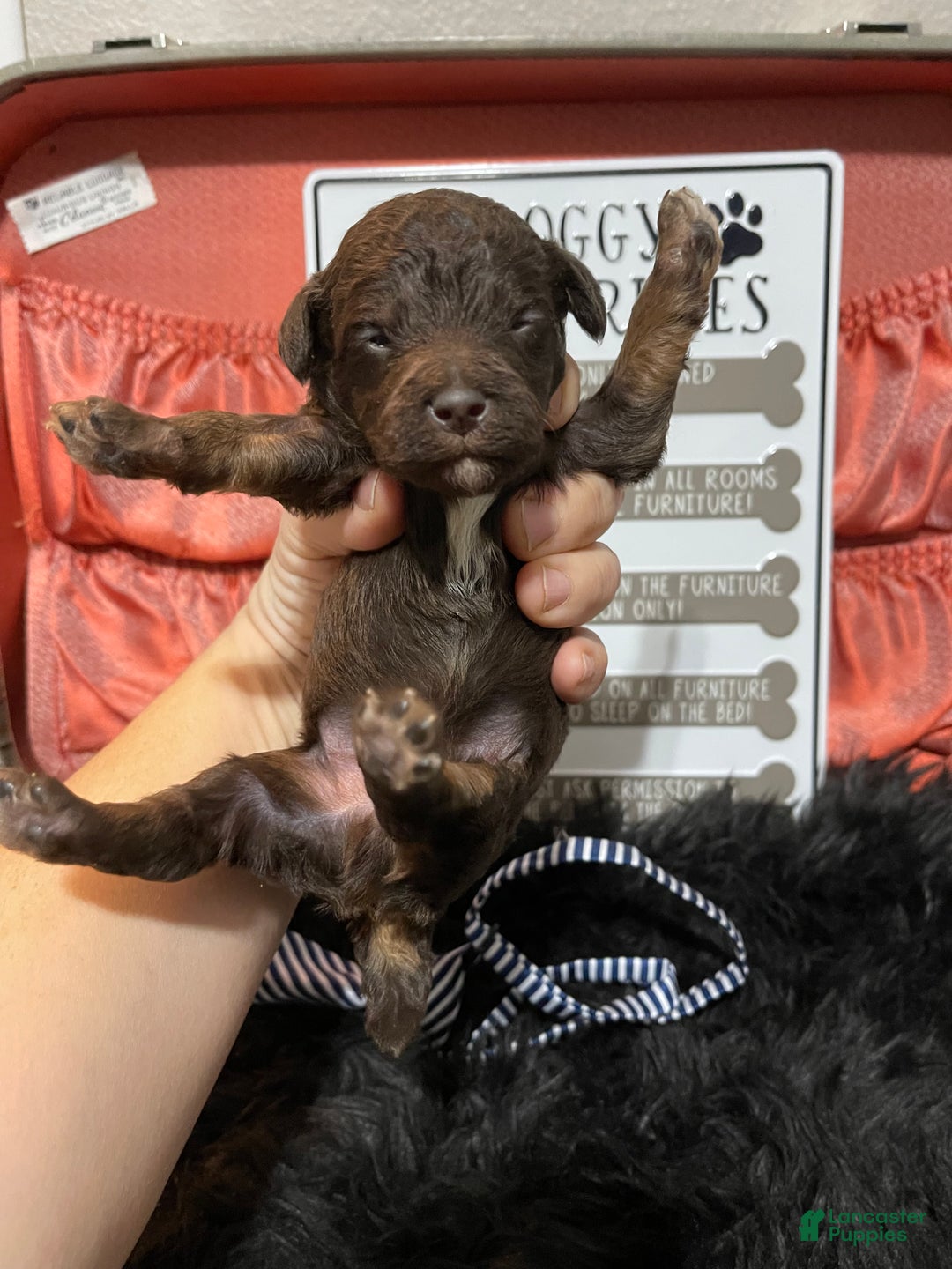 Miniature Poodle dogs for sale: Akc Clear Chocolate Phantom Boy 1 - Ad 28
