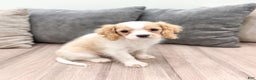 Cavalier King Charles Spaniel dogs for sale: Lucky - Ad 4