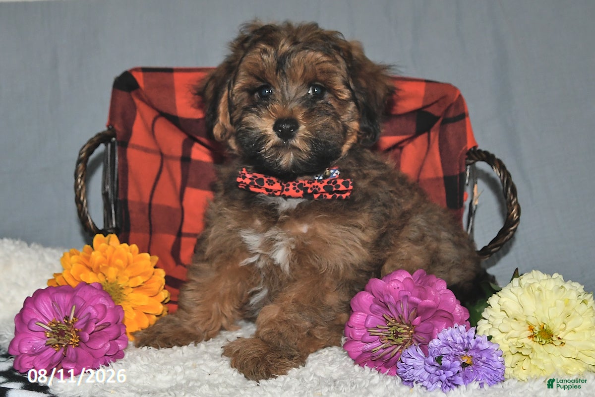 Havapoo dogs Brownie - Ad 2