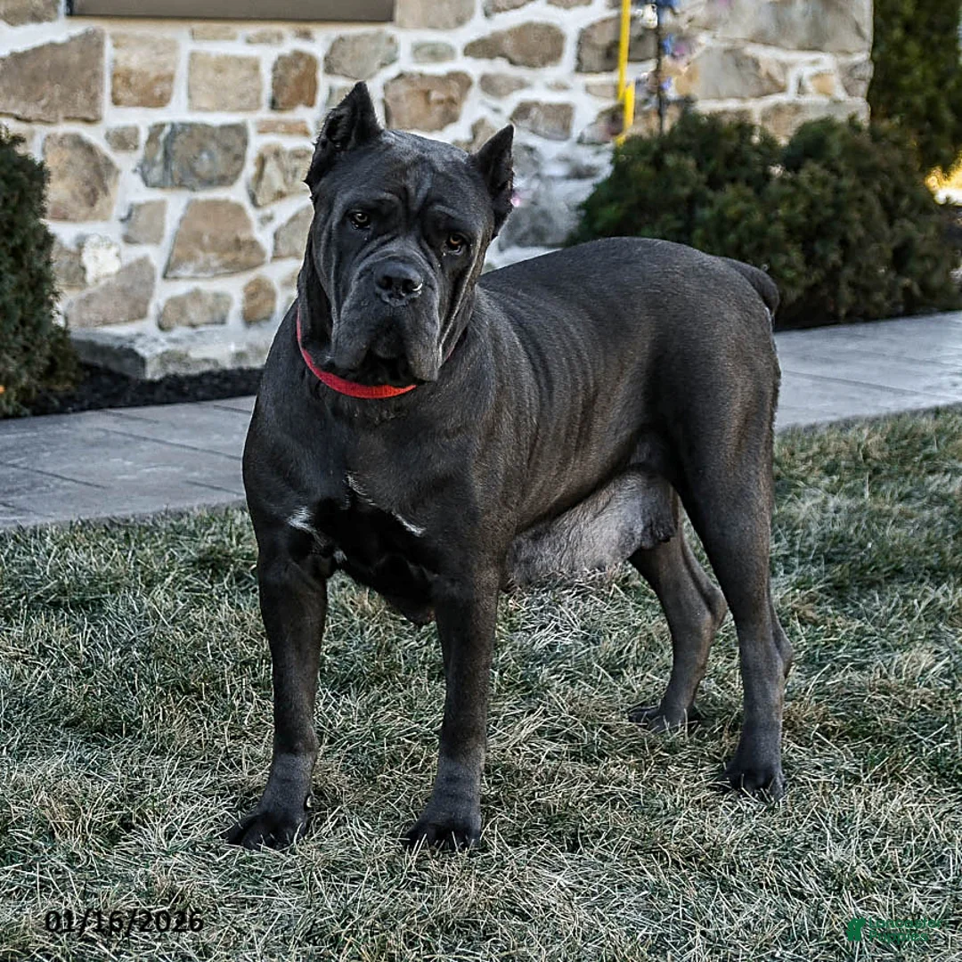 Cane Corso dogs for sale: Maxwell - Ad 6