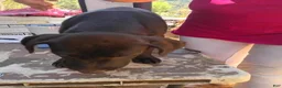 Mixed Breed dogs for sale: Boy 1 - Ad 1