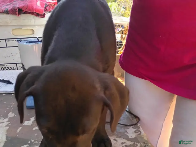 Mixed Breed dogs for sale: Boy 1 - Ad 14