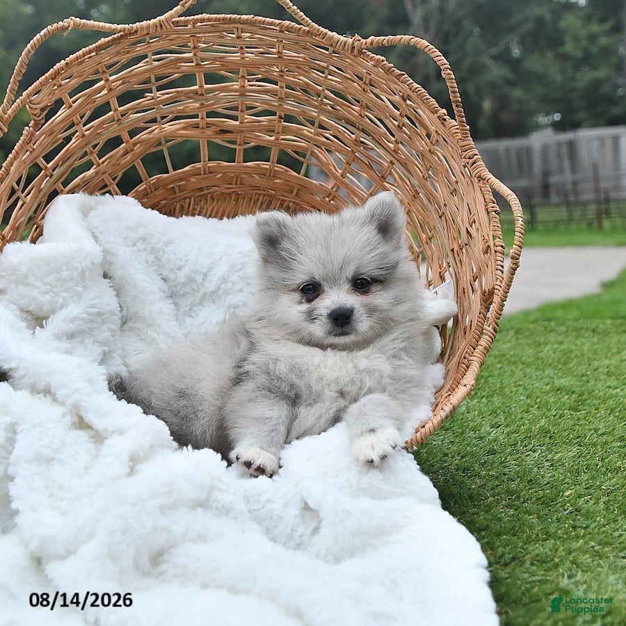 Pomeranian dogs Luke - Ad 2