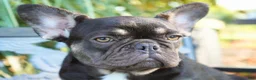 French Bulldog dogs for sale: Mochi - Ad 6
