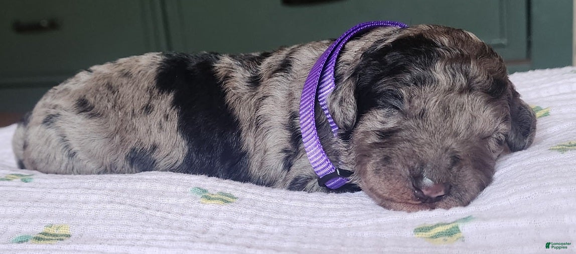 Mixed Breed dogs Grace - Ad 8