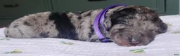 Mixed Breed dogs for sale: Grace - Ad 1
