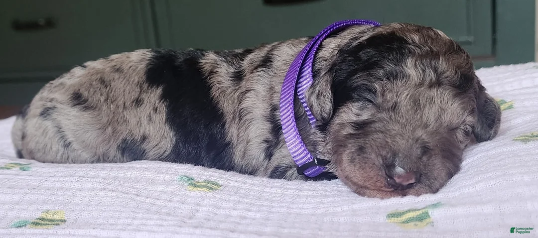 Mixed Breed dogs for sale: Grace - Ad 1
