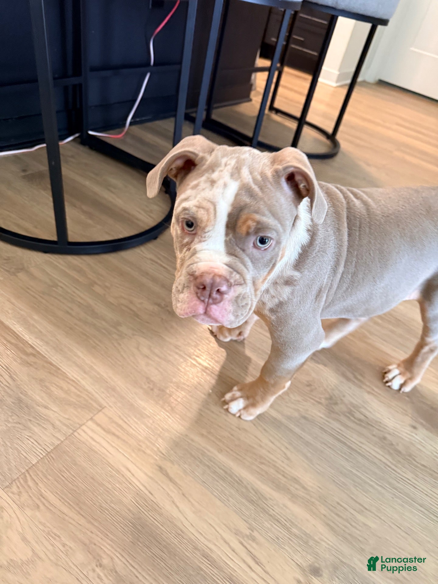 American Bully dogs for sale: Bruno - Ad 13