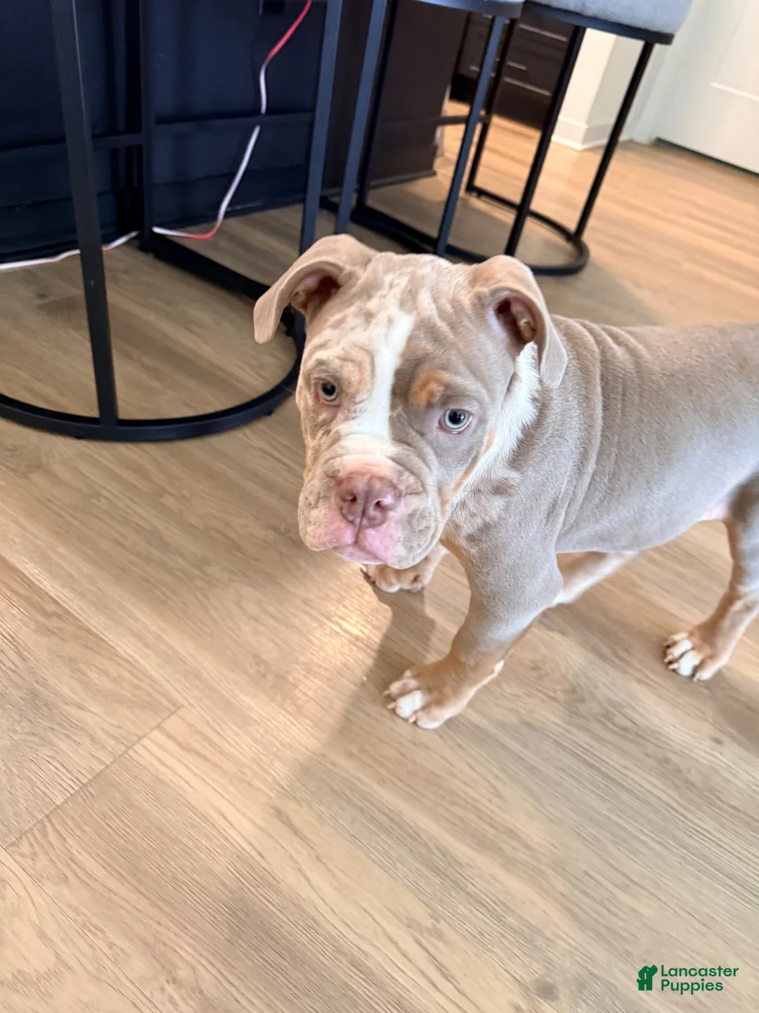 American Bully dogs for sale: Bruno - Ad 1