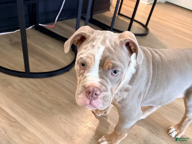 American Bully dogs for sale: Bruno - Ad 13