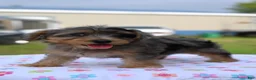 Yorkiepoo dogs for sale: Sapphire blue eyes  - Ad 7