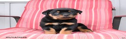 Rottweiler dogs for sale: Smokey - Ad 2