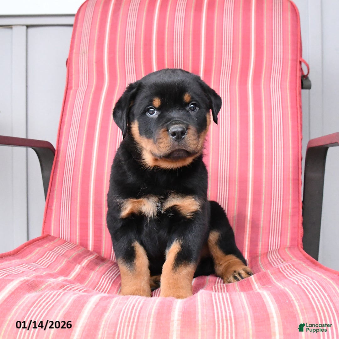 Rottweiler dogs for sale: Smokey - Ad 2