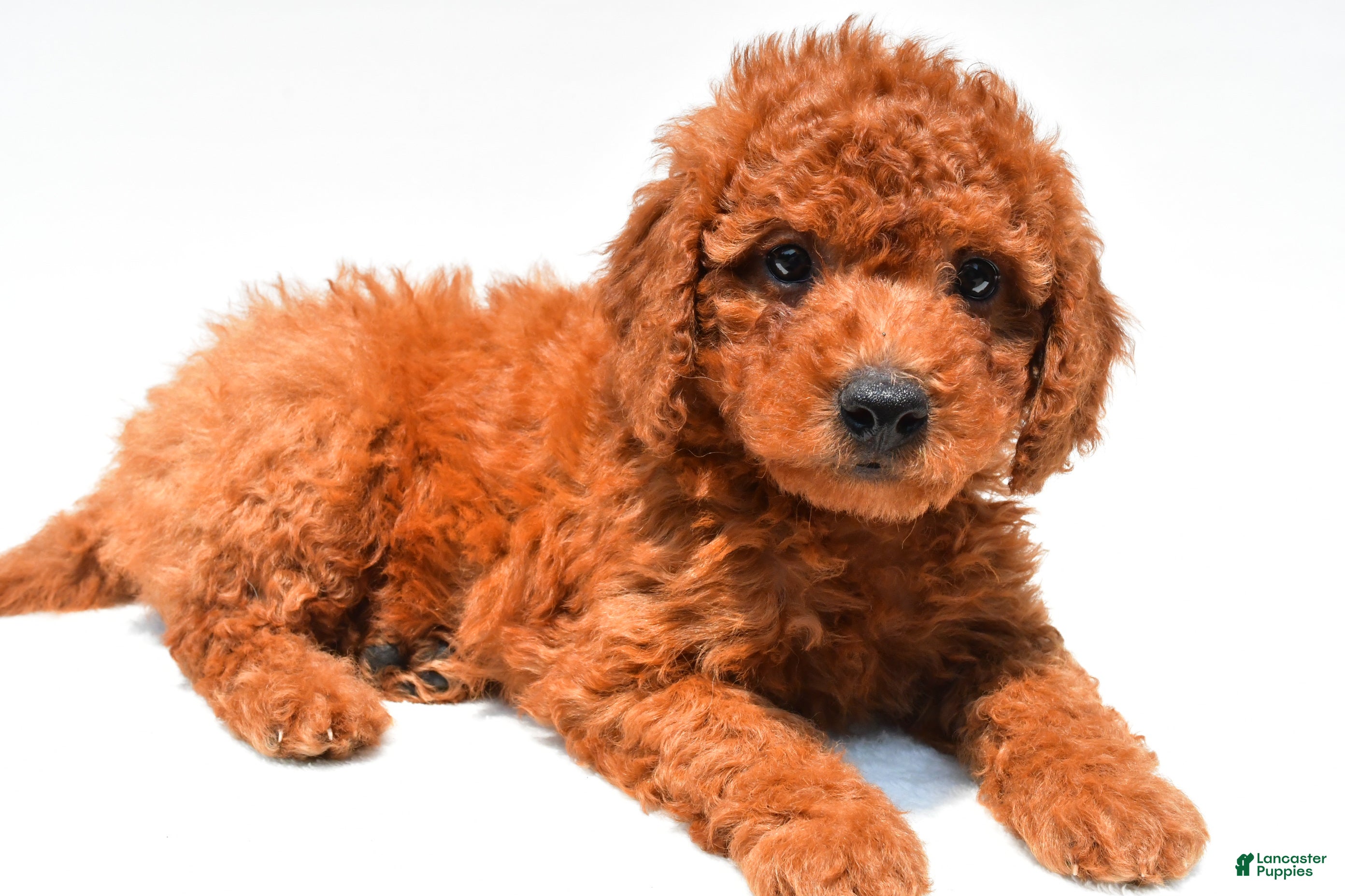Mini Goldendoodle dogs Nick  - Ad 1