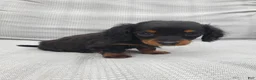 Miniature Dachshund dogs for sale: Miniature Dachshund Puppy 2 - Ad 5