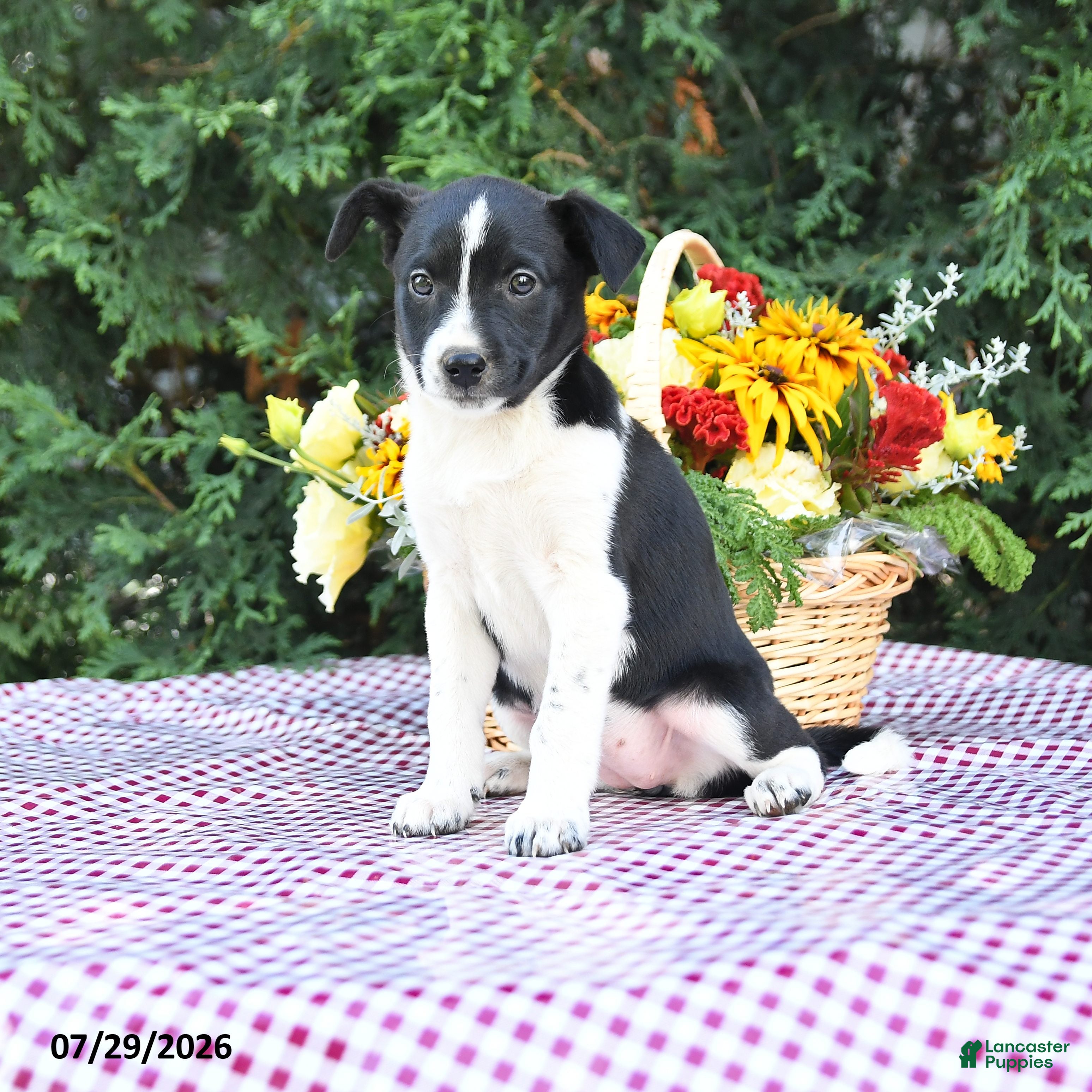 Mixed Breed dogs for sale: Cassie   - Ad 3