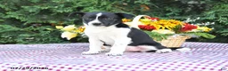Mixed Breed dogs for sale: Cassie   - Ad 1