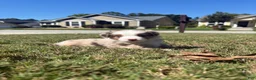 Miniature Australian Shepherd dogs for sale: Miniature Australian Shepherd 5 - Ad 2