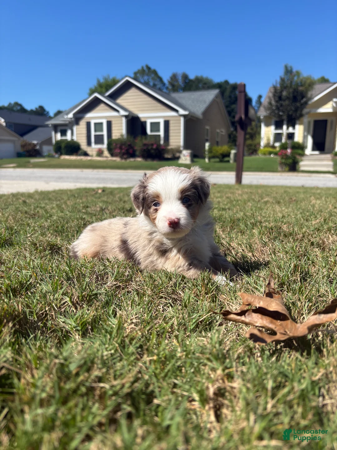 Miniature Australian Shepherd dogs for sale: Miniature Australian Shepherd 5 - Ad 2