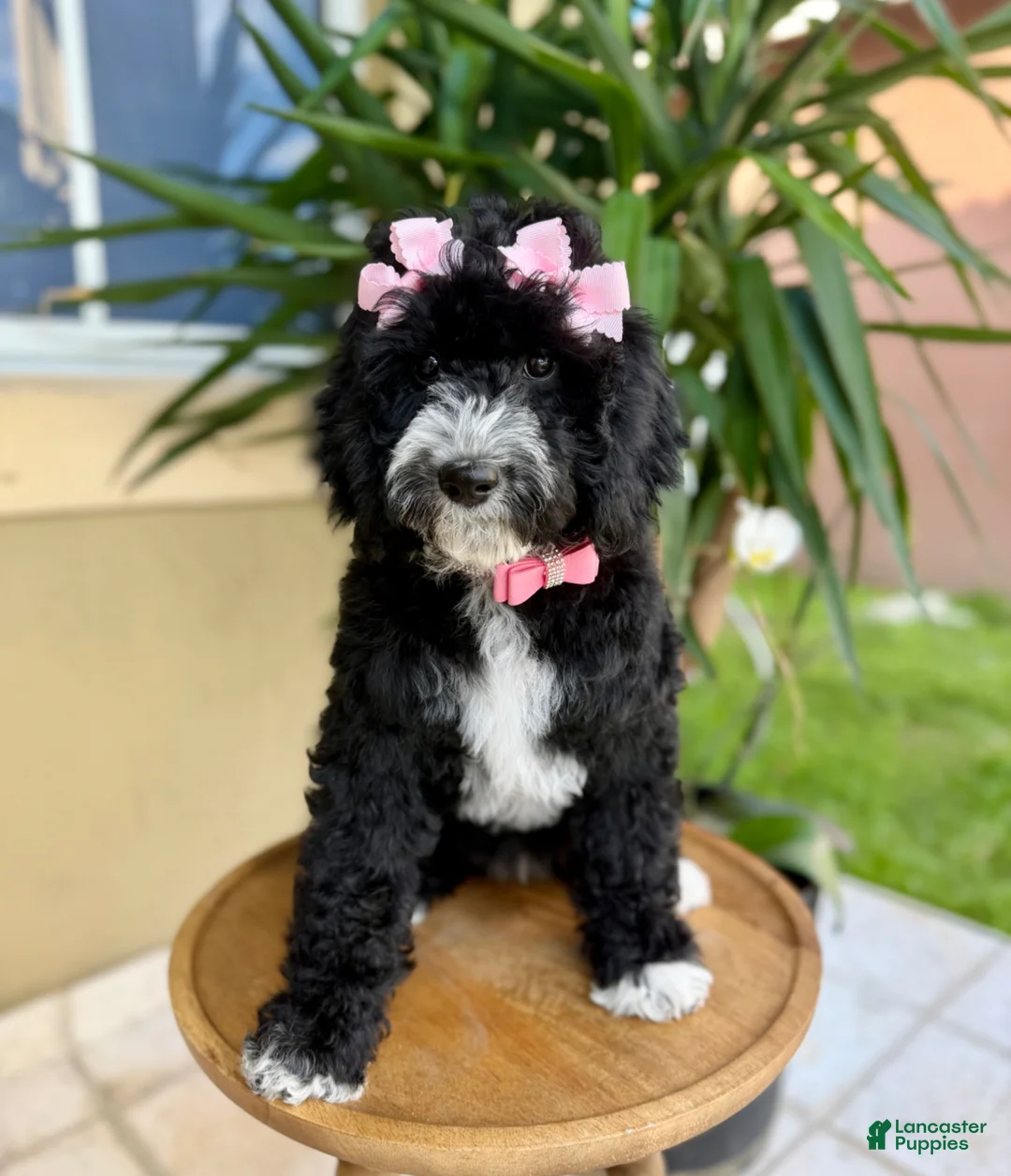 Mixed Breed dogs for sale: Luna 🐶 - Ad 2