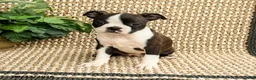 Boston Terrier dogs for sale: Bailey - Ad 3