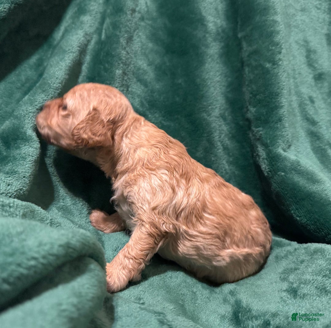 Cavapoo dogs for sale: Ollie - Ad 3