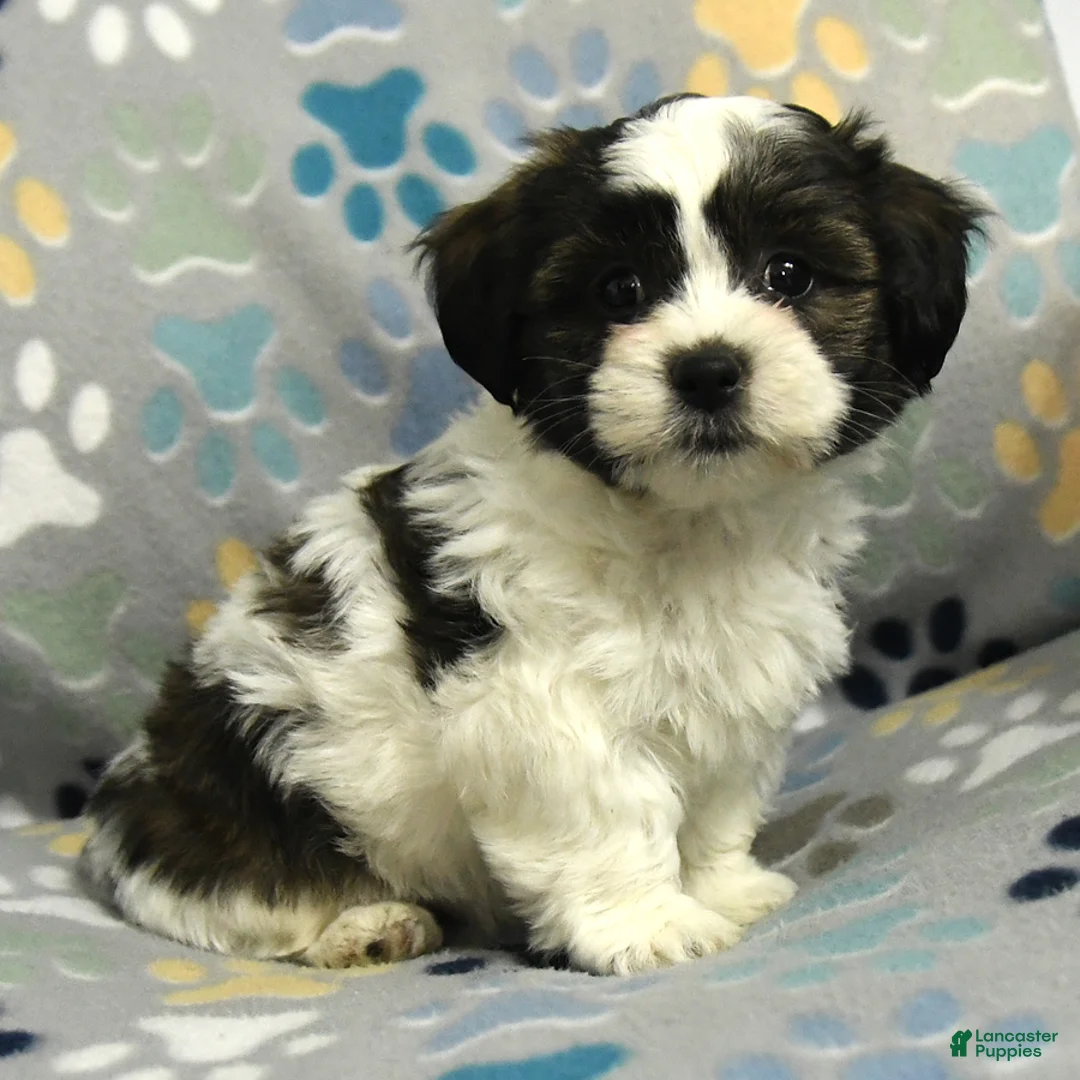 Malshi dogs for sale: Milo - Ad 2