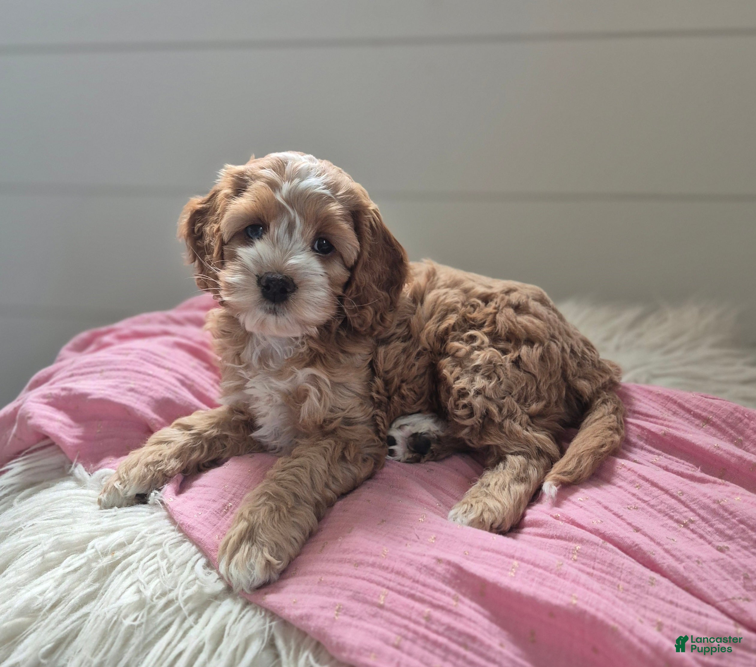 Cockapoo dogs Annie - Ad 1