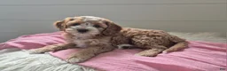 Cockapoo dogs for sale: Annie - Ad 1