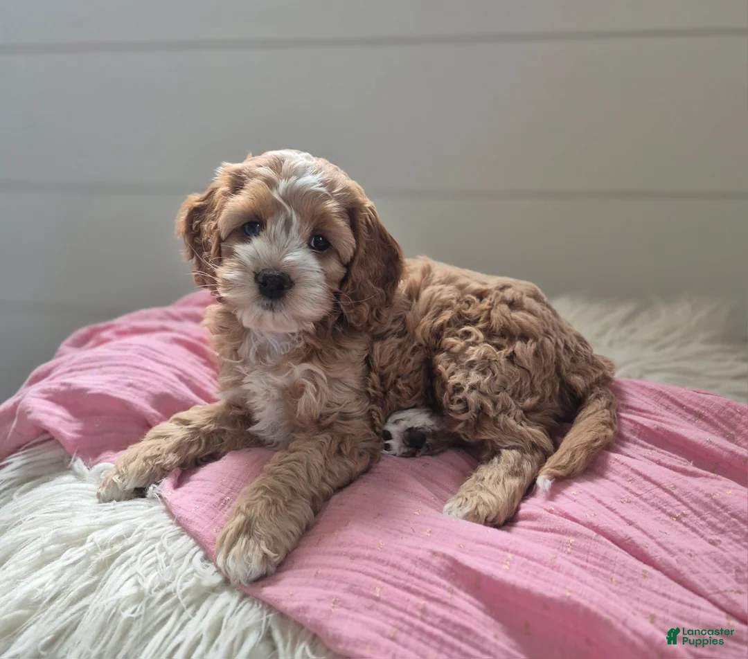 Cockapoo dogs for sale: Annie - Ad 1