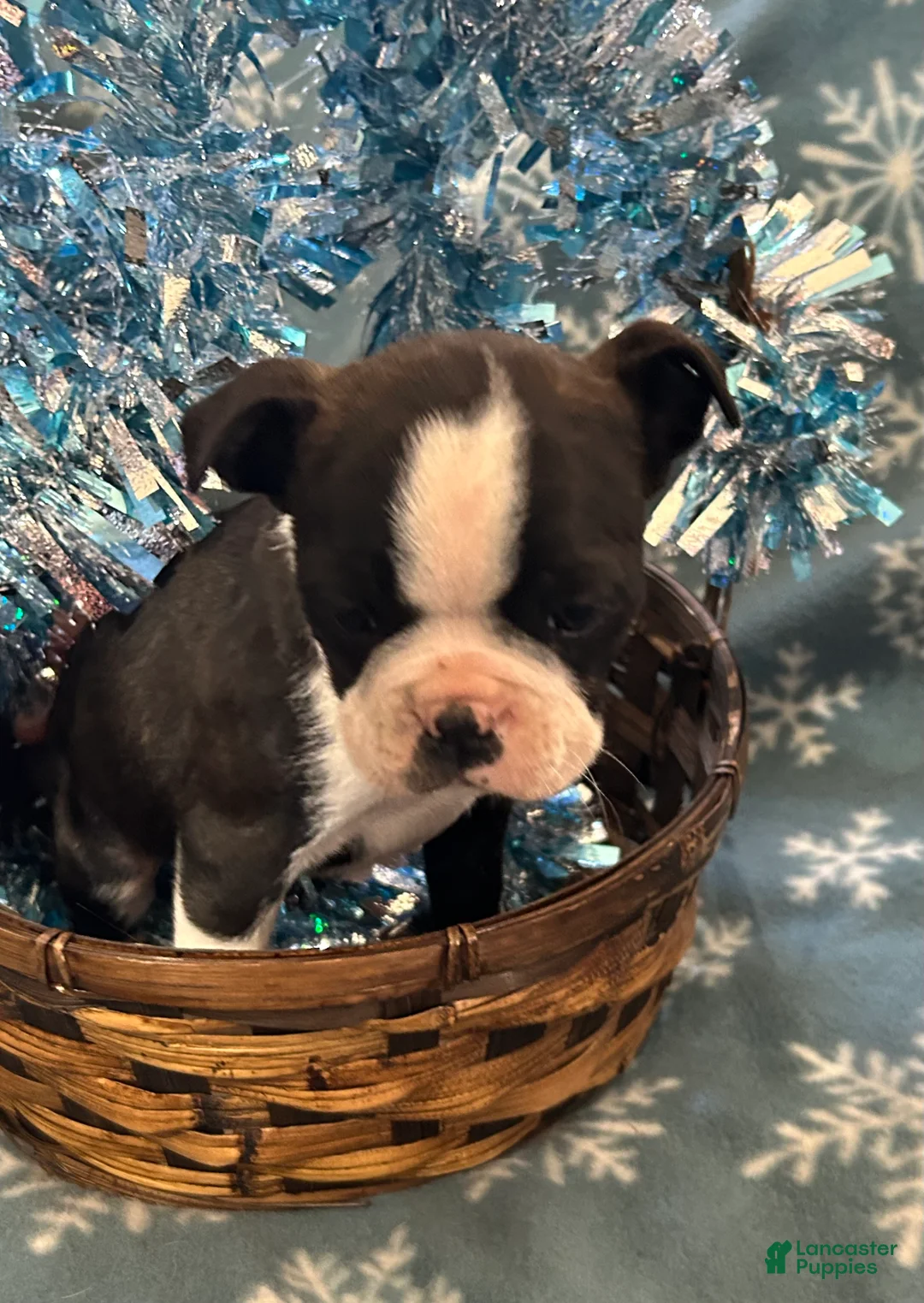 Boston Terrier dogs for sale: Boston Terrier Puppy 5 - Ad 1