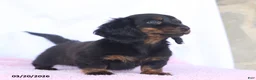Miniature Dachshund dogs for sale: Andrew - Ad 4