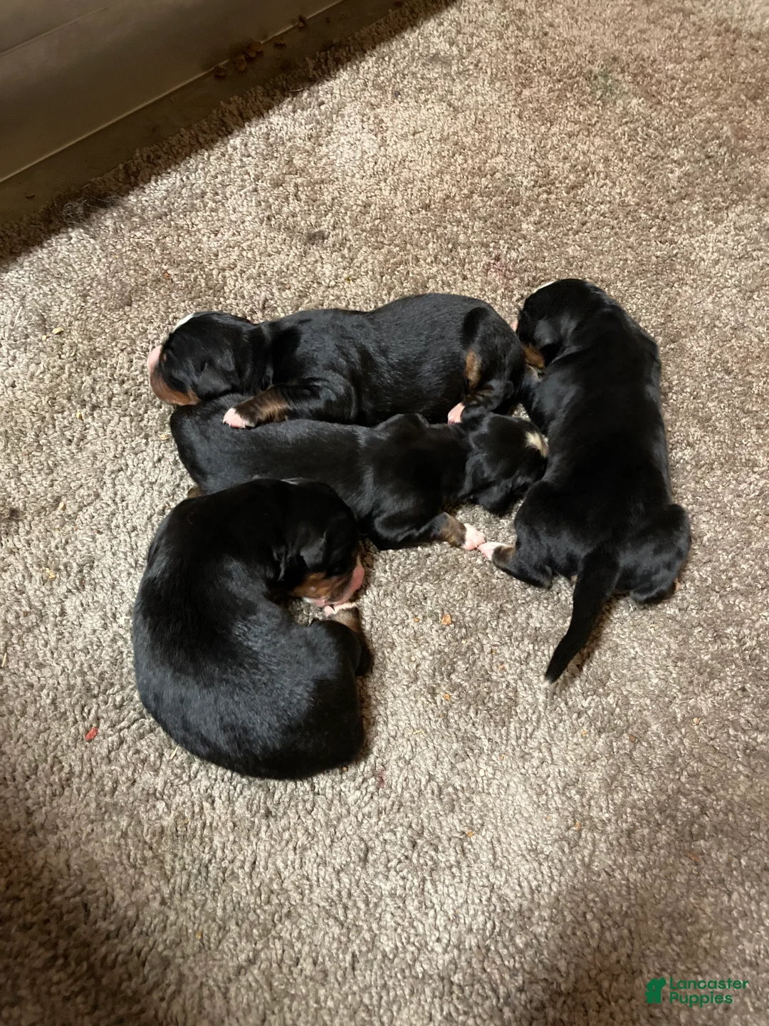 Bernese Mountain Dog dogs for sale: Bernese Mountain Dog Puppy 13 - Ad 1