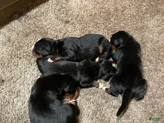 Bernese Mountain Dog dogs for sale: Bernese Mountain Dog Puppy 13 - Ad 2