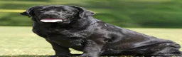 Labrador Retriever dogs for sale: Purple Collar female  - Ad 2