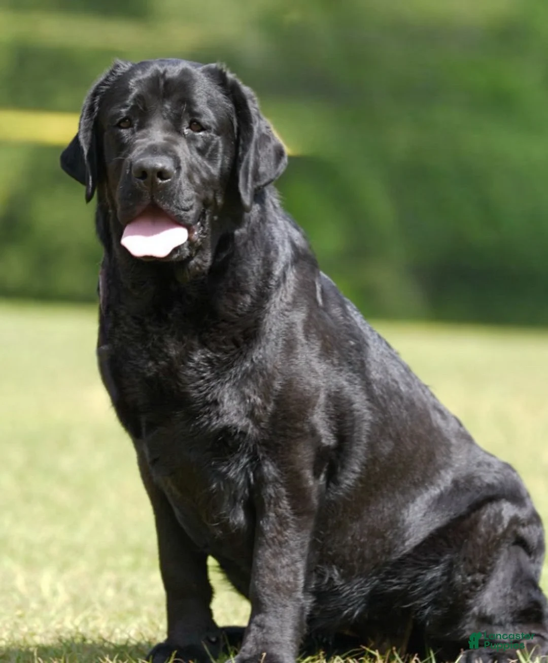Labrador Retriever dogs for sale: Purple Collar female  - Ad 2