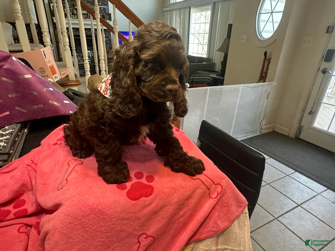 Cocker Spaniel dogs for sale: Katty-AKC Cocker Spaniel  - Ad 2