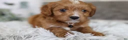 Cavapoo dogs for sale: Sammy - Ad 13