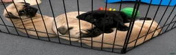 Pug dogs for sale: Rosie - Ad 2